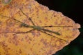 Stick Insect