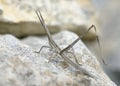 Stick-insect Cricket Royalty Free Stock Photo