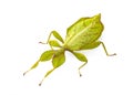 Stick insect in studio Royalty Free Stock Photo