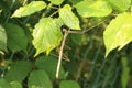 Stick insect on green leaves of a green blackberry bush Royalty Free Stock Photo