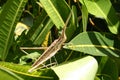 stick insect on green leaves of Gambia Royalty Free Stock Photo