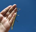 Stick insect on hand Royalty Free Stock Photo