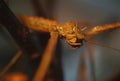 stick insect Horned head insect Royalty Free Stock Photo