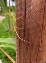 Stick insect, an insect of the fasumide family. Royalty Free Stock Photo