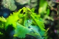 Stick insect on a leaf in the rainforest understory. Close up Stick insect on green oak wood leaves Royalty Free Stock Photo