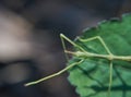 Stick Insect(Phasmatodea) on Leaf - Reaching Out