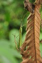 Stick insect mating on leaf