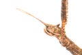 Stick insect, Medauroidea extradentata Royalty Free Stock Photo