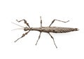 Stick insect (order Phasmatodea) displayed on a white Royalty Free Stock Photo
