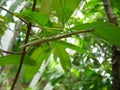 , stick insect Royalty Free Stock Photo