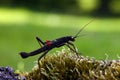 Stick insect Peruphasma schultei on dry wood with green background. Very colorful insects like a pet in a decorative environment Royalty Free Stock Photo