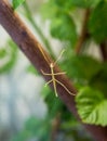 Stick insect pharmacy Latin: Pharmacia stick insect green color sitting on the glass on the background of leaves. Animal world Royalty Free Stock Photo
