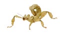 Stick insect, Phasmatodea - Extatosoma tiaratum Royalty Free Stock Photo