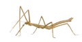 Stick insect, Phasmatodea - Medauroidea extradenta Royalty Free Stock Photo