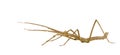 Stick insect, Phasmatodea - Medauroidea extradenta