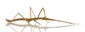 Stick insect, Phasmatodea - Medauroidea extradenta