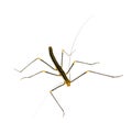 Stick insect, Phasmatodea - Oreophoetes peruana