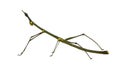 Stick insect, Phasmatodea - Oreophoetes peruana Royalty Free Stock Photo