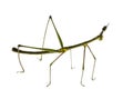 Stick insect, Phasmatodea - Oreophoetes peruana