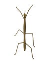 Stick Insect or Phasmids Icon