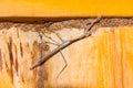 Stick Insect Royalty Free Stock Photo