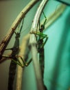Stick insect on a plant Royalty Free Stock Photo