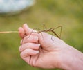 stick insect sits on the biologist`s arm. The study of rare exotic ghost insects Royalty Free Stock Photo