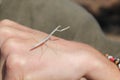 Stick insect on a hand