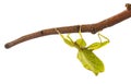 Stick insect in studio Royalty Free Stock Photo