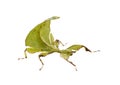 Stick insect in studio Royalty Free Stock Photo