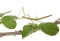 Stick insect in studio Royalty Free Stock Photo