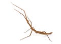 Stick insect in studio Royalty Free Stock Photo