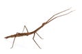 Stick insect in studio Royalty Free Stock Photo