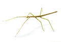 Stick insect in studio Royalty Free Stock Photo