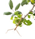 Stick insect in studio Royalty Free Stock Photo