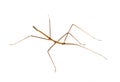 Stick insect in studio Royalty Free Stock Photo