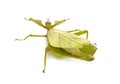 Stick insect in studio Royalty Free Stock Photo