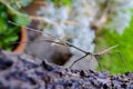 A stick insect on a tree branch in a garden