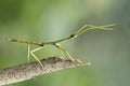 Stick insect, unique insect, beautiful insect