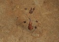 stick insects on the ground. with blur background