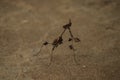 stick insects on the ground. with blur background