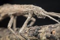 Close shot of the brown  stick or phasmatodea insect. Royalty Free Stock Photo