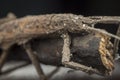 Close shot of the brown  stick or phasmatodea insect. Royalty Free Stock Photo