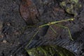 Stick Insects Order Phasmida Royalty Free Stock Photo