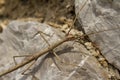 Stick insekt phasmatodea Royalty Free Stock Photo