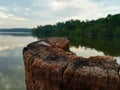 Stick In River For Tie Boat Royalty Free Stock Photo