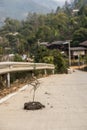 Stick stuck in cow shit on Asphalt road near the mountain village in Thailand Royalty Free Stock Photo