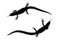 Sticker on car of reptile: Silhouette of lizard. Vector Illustra