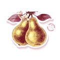 Sticker with hand drawn pear branch