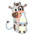Sticker of a cute cow holding a bottle of milk. Cartoon flat vector illustration. Milk day. Design or sticker Royalty Free Stock Photo
